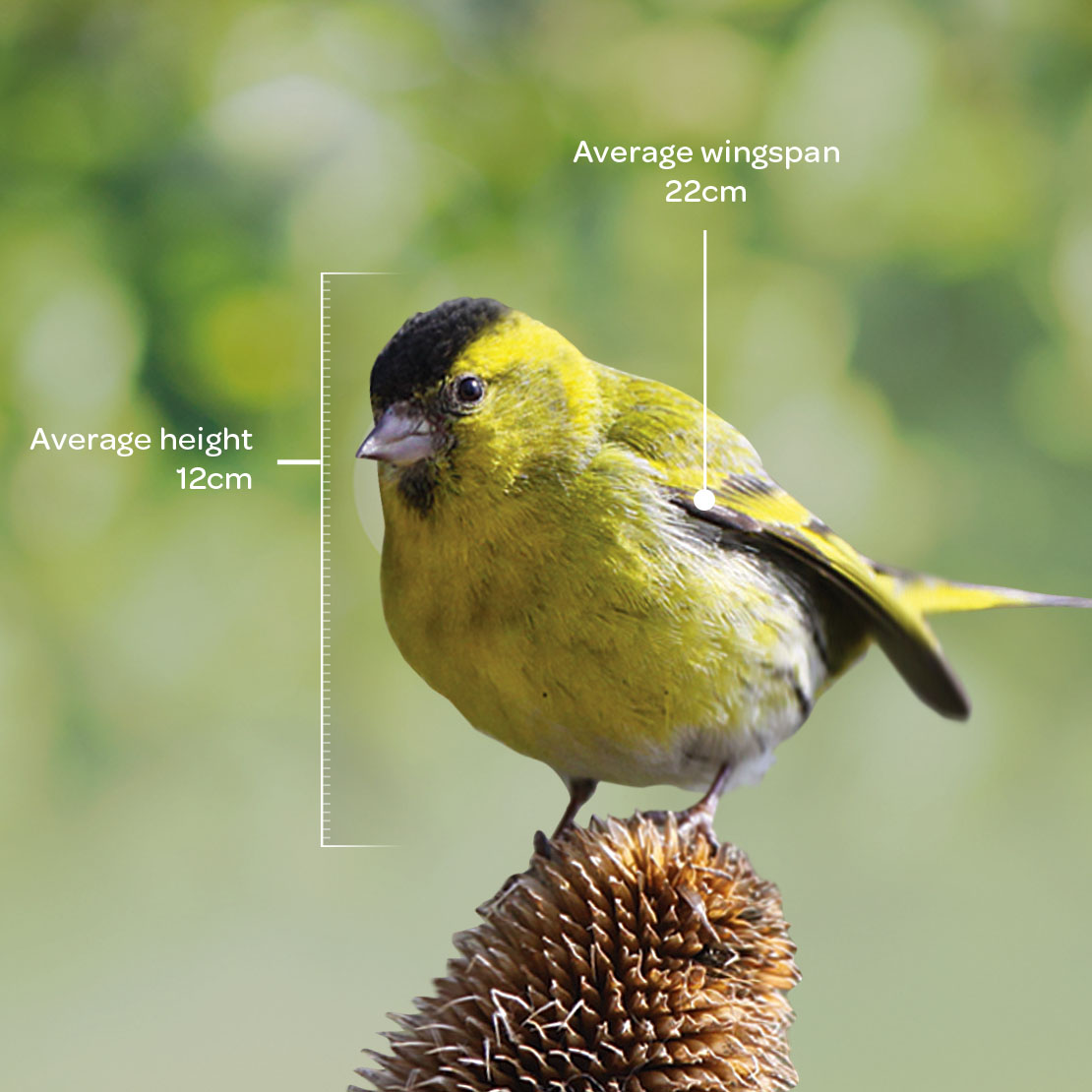 Bird Guide: Siskin - Bird Guides - Westland Garden Health