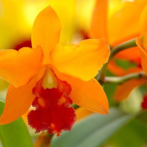 orange orchid 