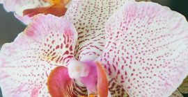 orchids (pink)