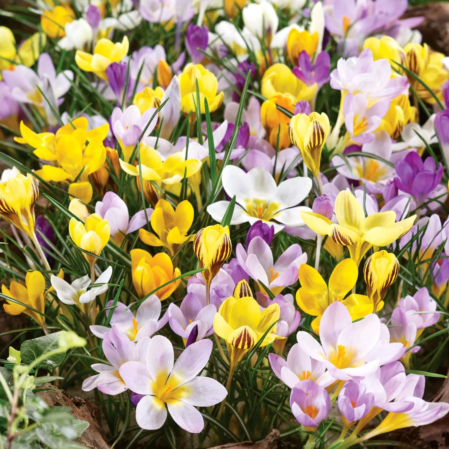 Create A Stunning Spring Display By Planting Bulbs In Fall