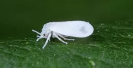 How to Prevent and Control Whiteflies