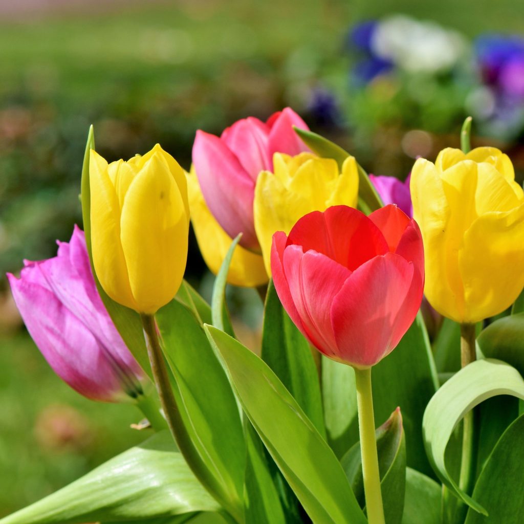 How To Create Stunning Spring Bulb Displays - | Westland Garden Health