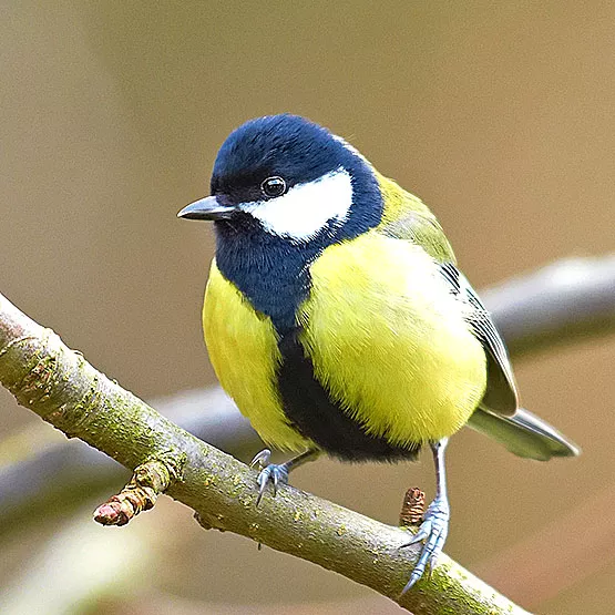 Bird Guide: Great Tit - Advice – Peckish UK
