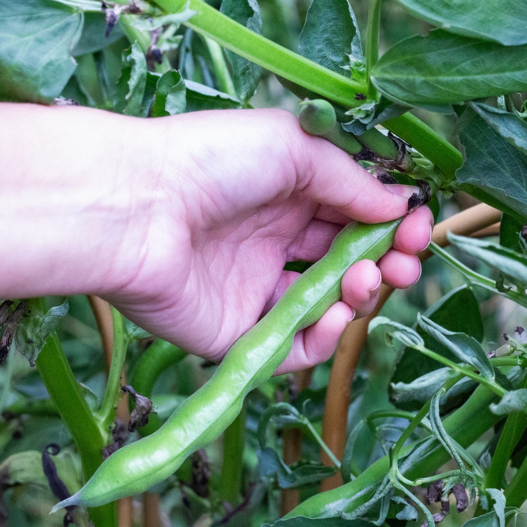 august gardening harvesting beans