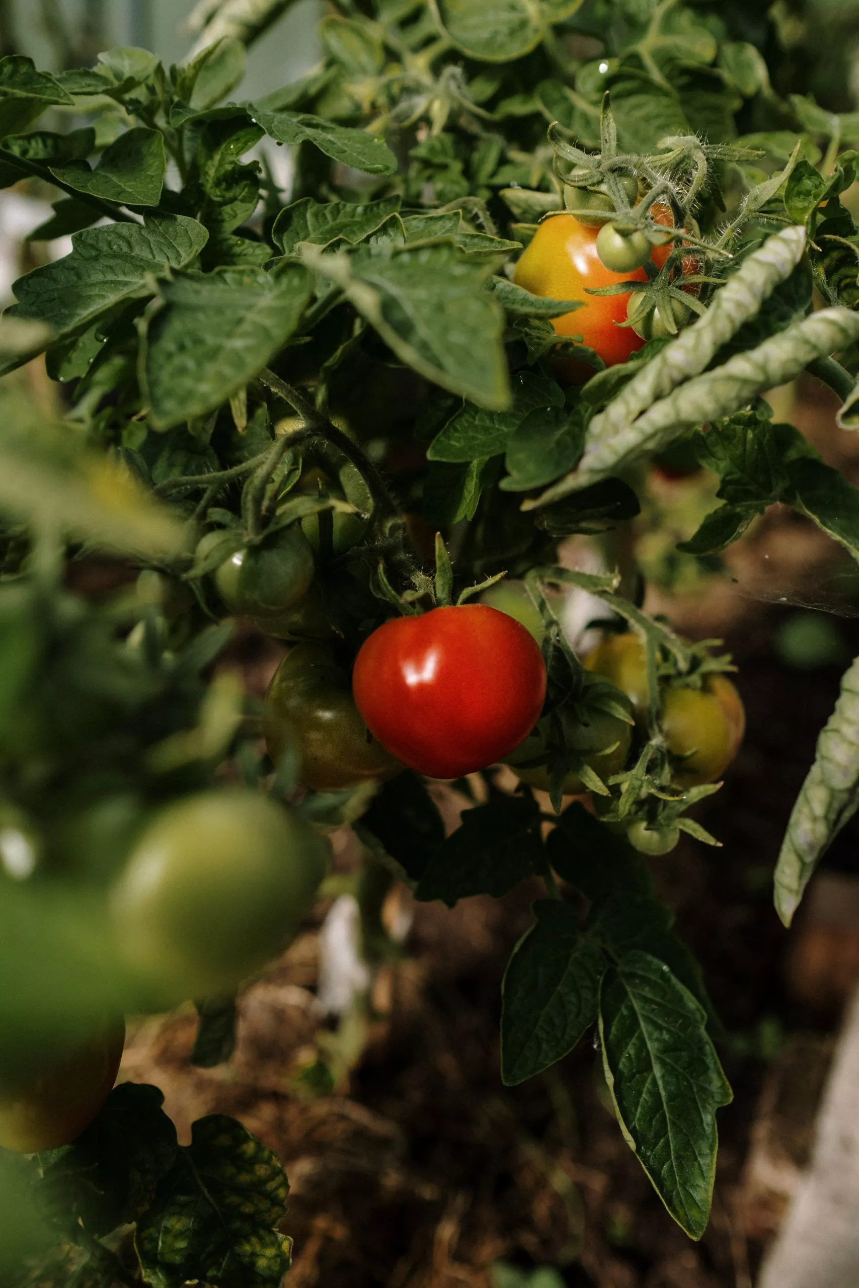 tomato plant