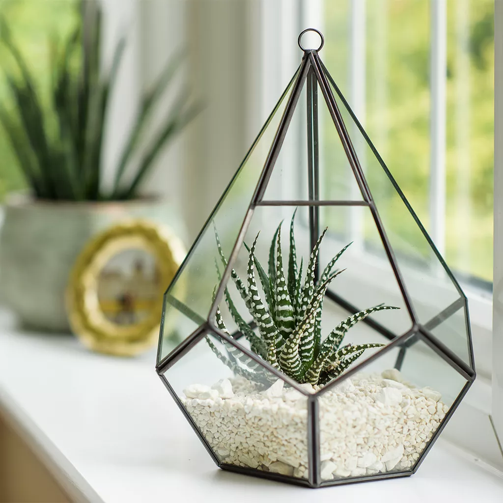 definitief doolhof dik Glass Teardrop Terrarium - Terrariums - Garden Health