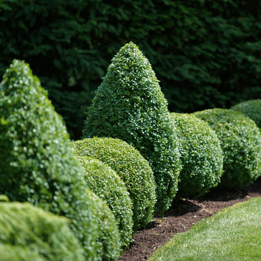 Cone Topiary Frame - Kent & Stowe - Garden Health