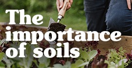 The Importance of Soil