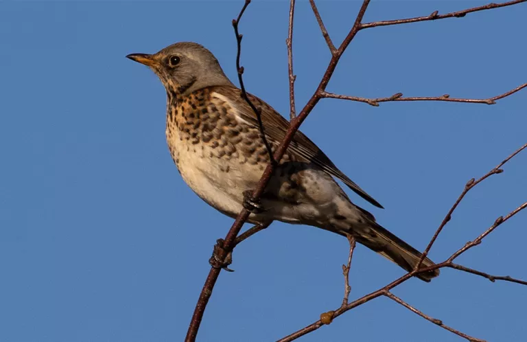 November birds