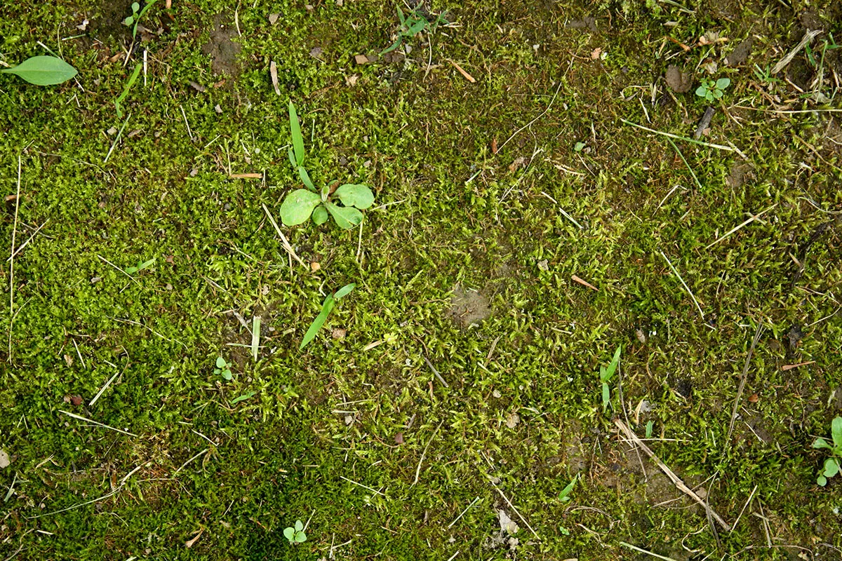 How to Get Rid of Lawn Moss