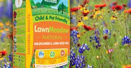 How to create a lawn meadow?