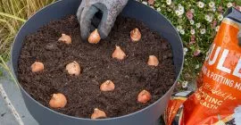 How to Plant a Bulb Lasagne