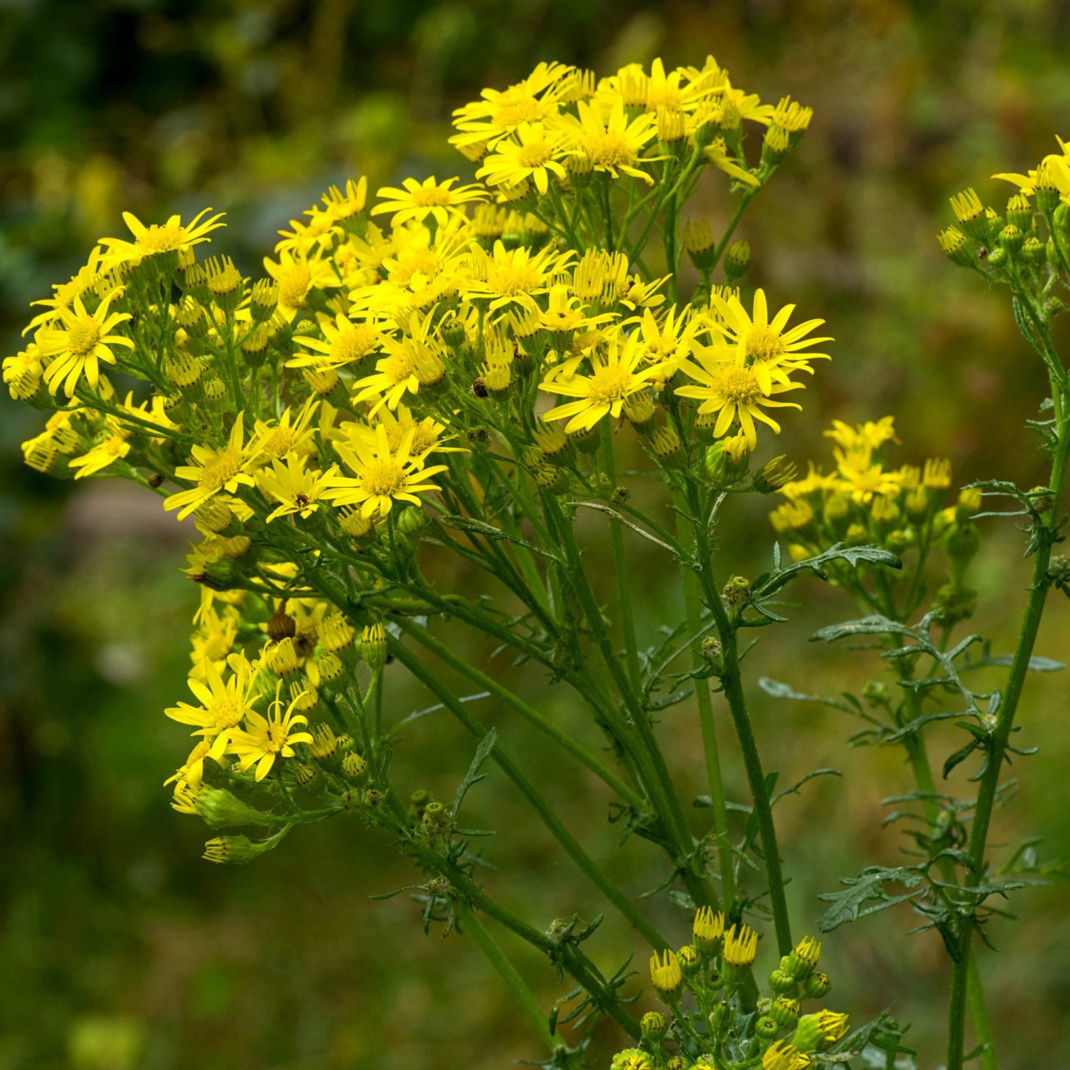 Guide To Spring Weeding & Tools to Use - Garden Advice - Garden Health