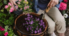 how to plant up hanging baskets article image