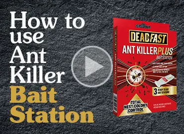 Deadfast Quick-Kill Mouse Traps - Pests & Diseases - Westland