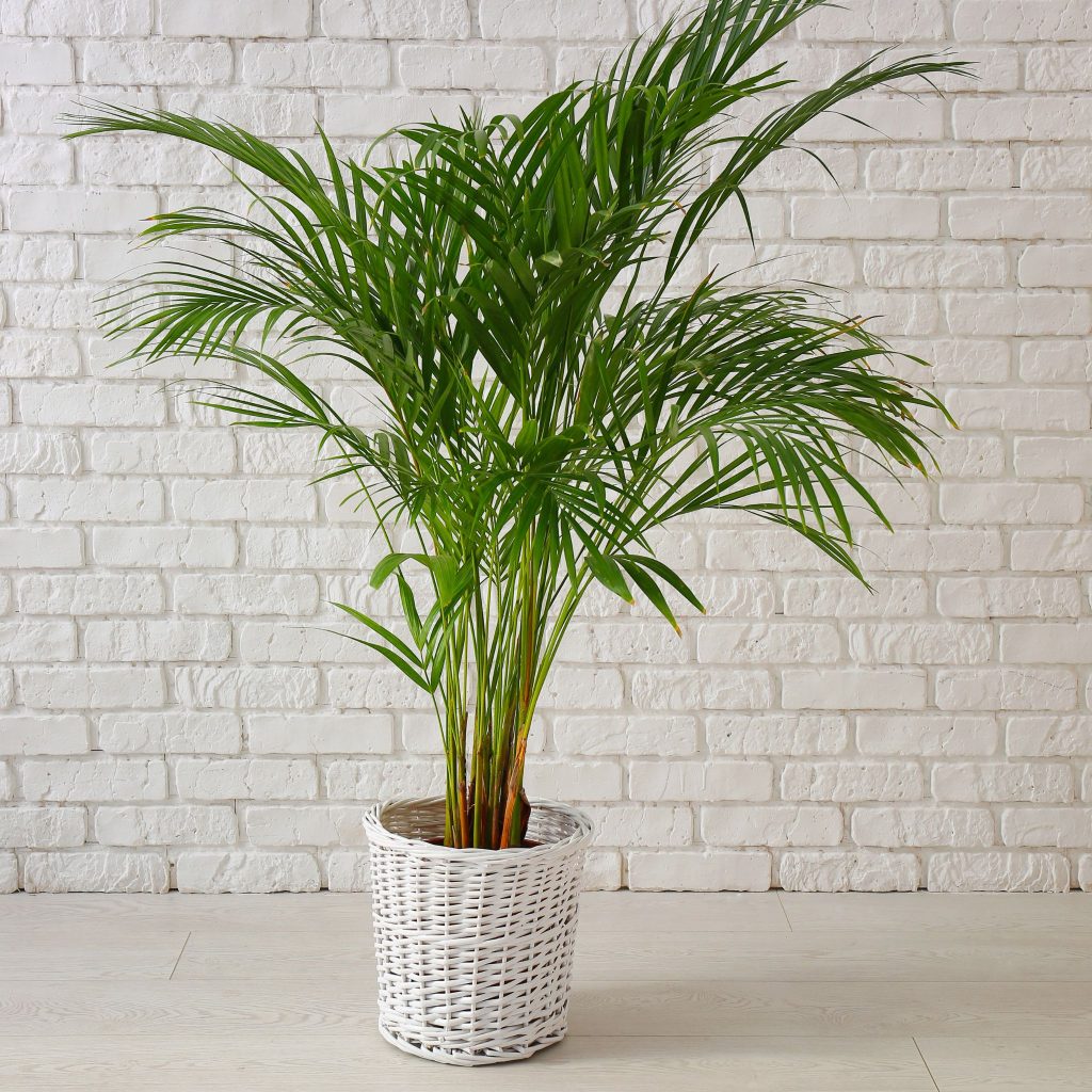areca palm in pot