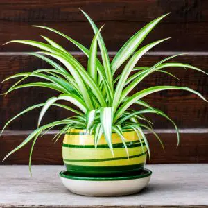 Our Top 10 Most Popular House Plants - Indoor - Westland Garden Health