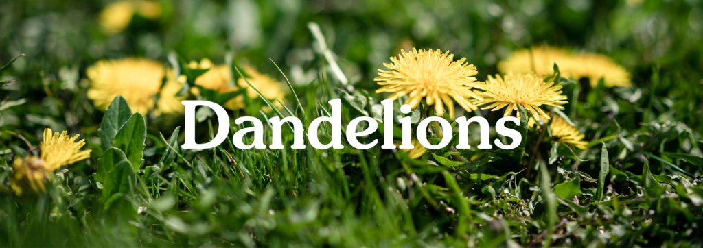 dandelions in lawn