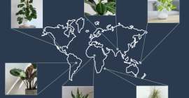 Where in the world are your houseplants from?