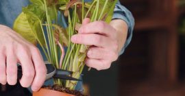propagating houseplants