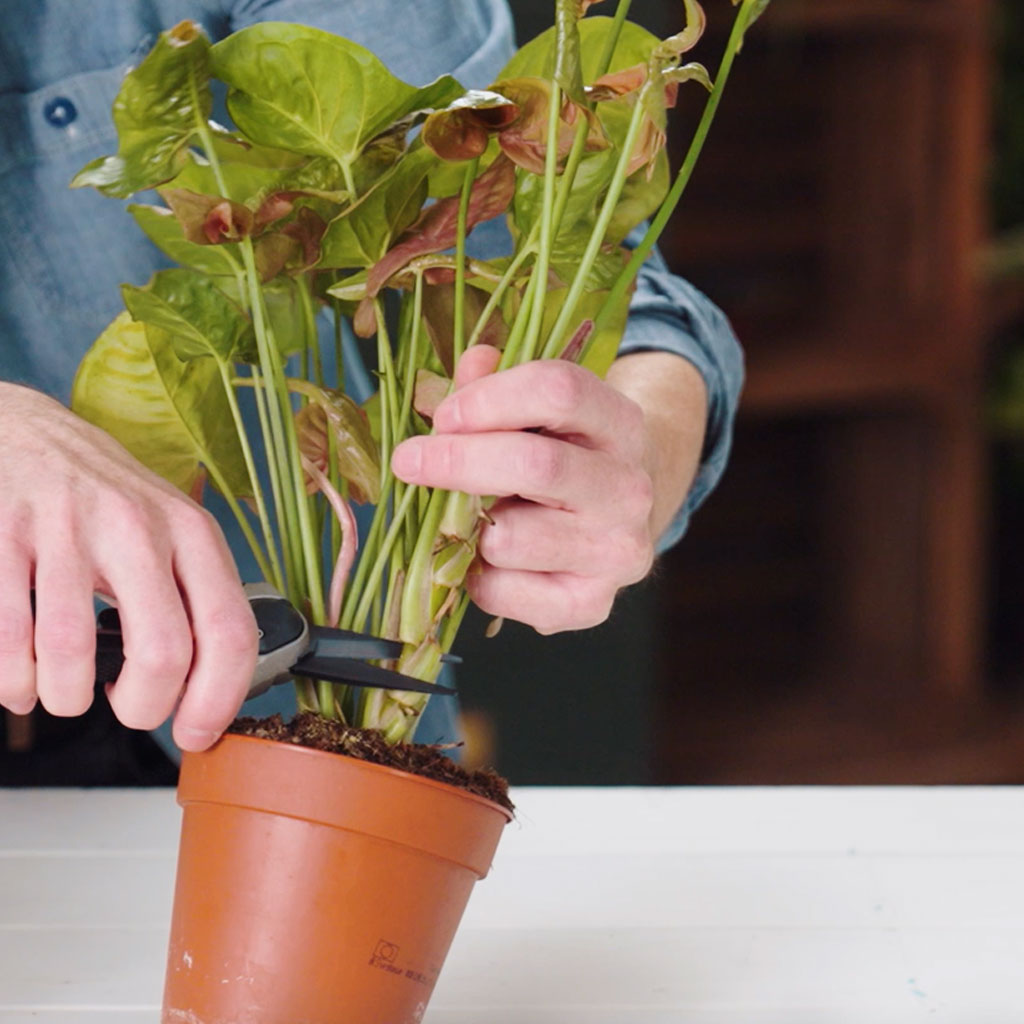 Propagating Houseplants: A Beginner's Guide - Houseplant Care Advice ...