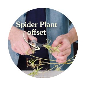 propagating spider plant diagram