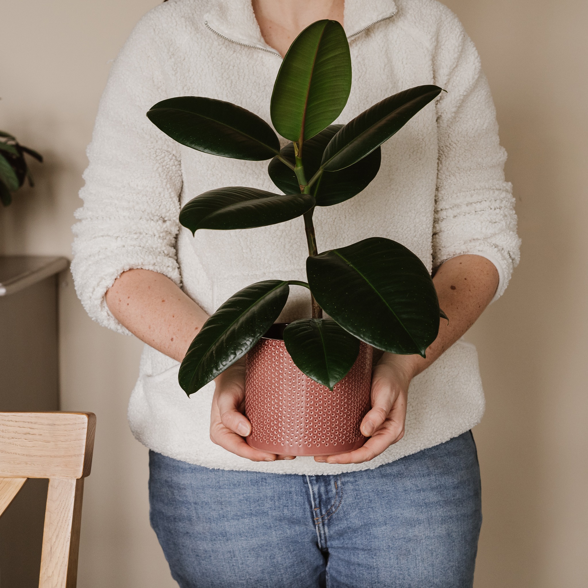 holding rubber tree