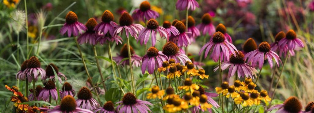 Essential Gardening for August