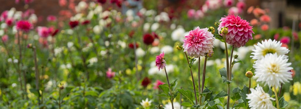 Essential Gardening for September