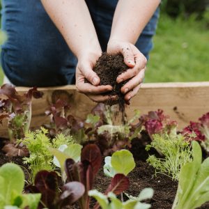 westland raised bed and veg in use