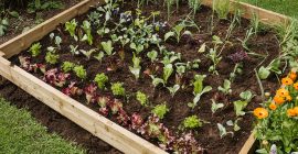 How to Make a Raised Garden Bed