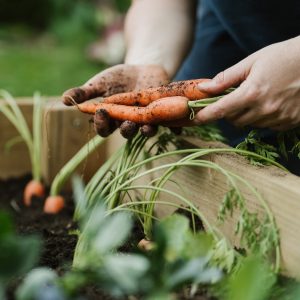 westland raised bed and veg holding carrots