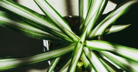 spider plant