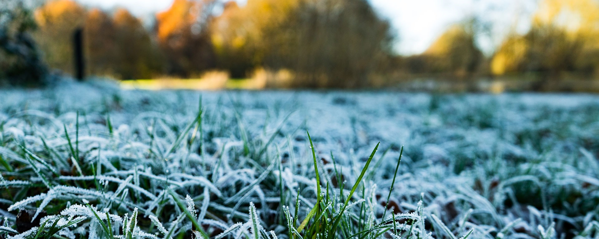 Winter Lawn Care