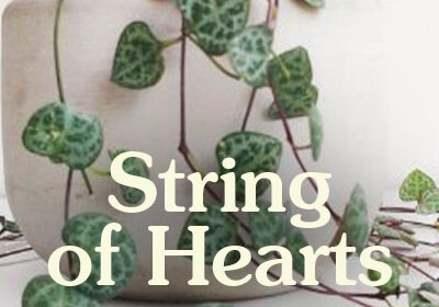 string of hearts guide banner