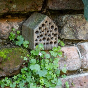 bug house in tom allen garden