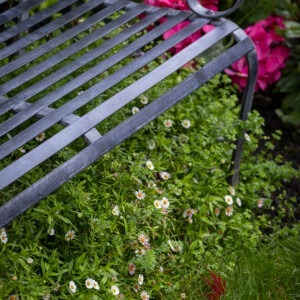 planting under bench in tom allen garden