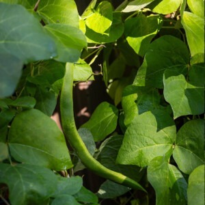 bean growing in tom allen garden