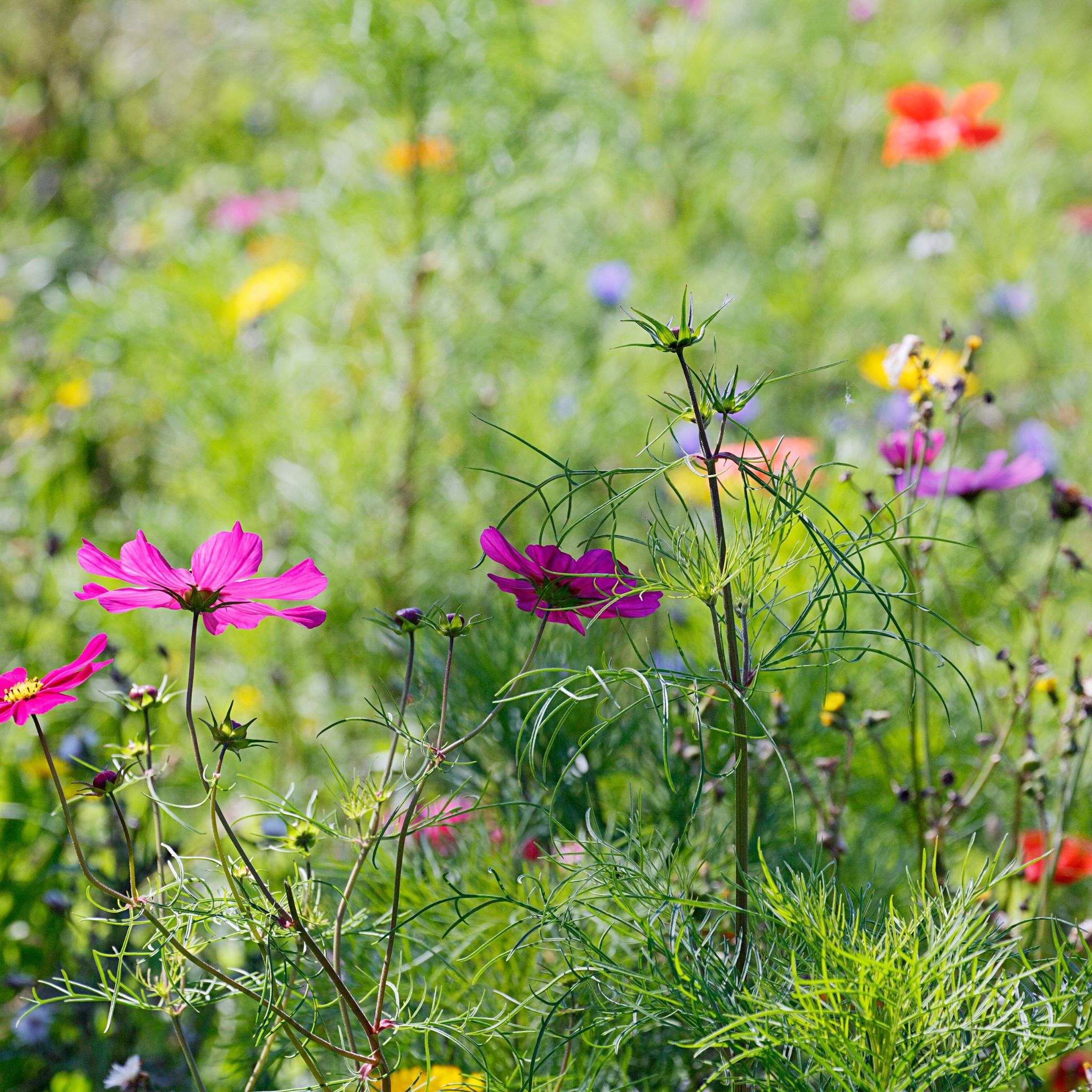 lee connelly young gardeners wildflower seeds